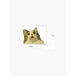 Confused Cat Postcard