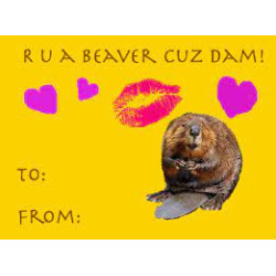 Valentine Beaver Postcard